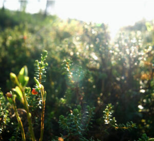 Wynajem samochodów na Port lotniczy Härjedalen Sveg