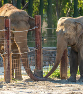 Wypożyczalnie samochodów Izmir