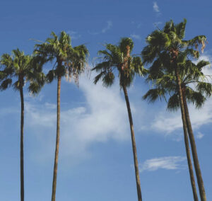 Wynajem samochodów na Port lotniczy Orlando